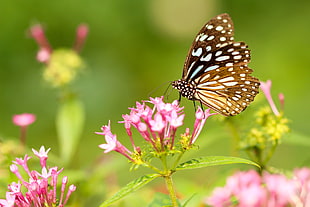 selective focus photo of butterfly on pink flower