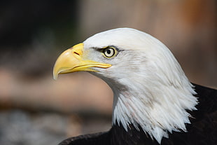 Bald Eagle in closeup photo HD wallpaper