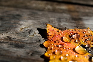 water dew on autumn leaf