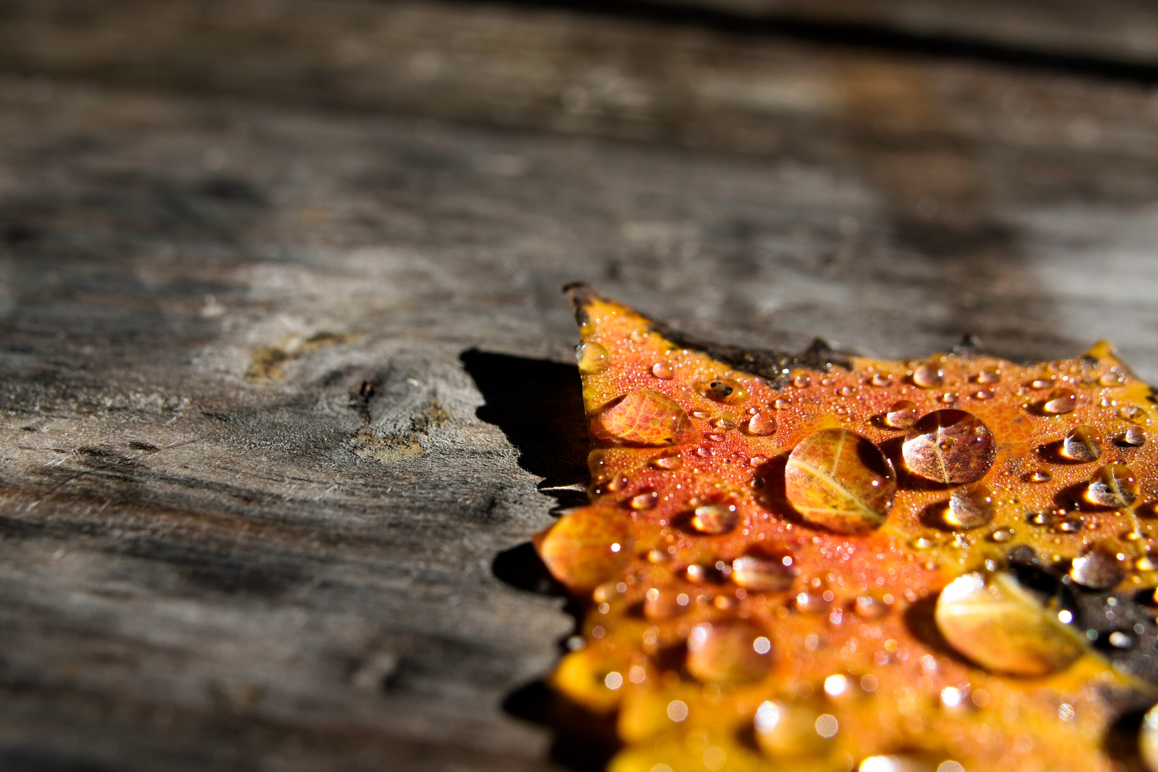 water dew on autumn leaf