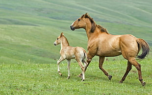 brown horse and pony running on green grass field during daytime