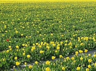 yellow farm of flowers HD wallpaper