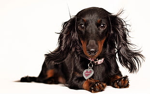 adult black and tan long-coated Dachshund HD wallpaper