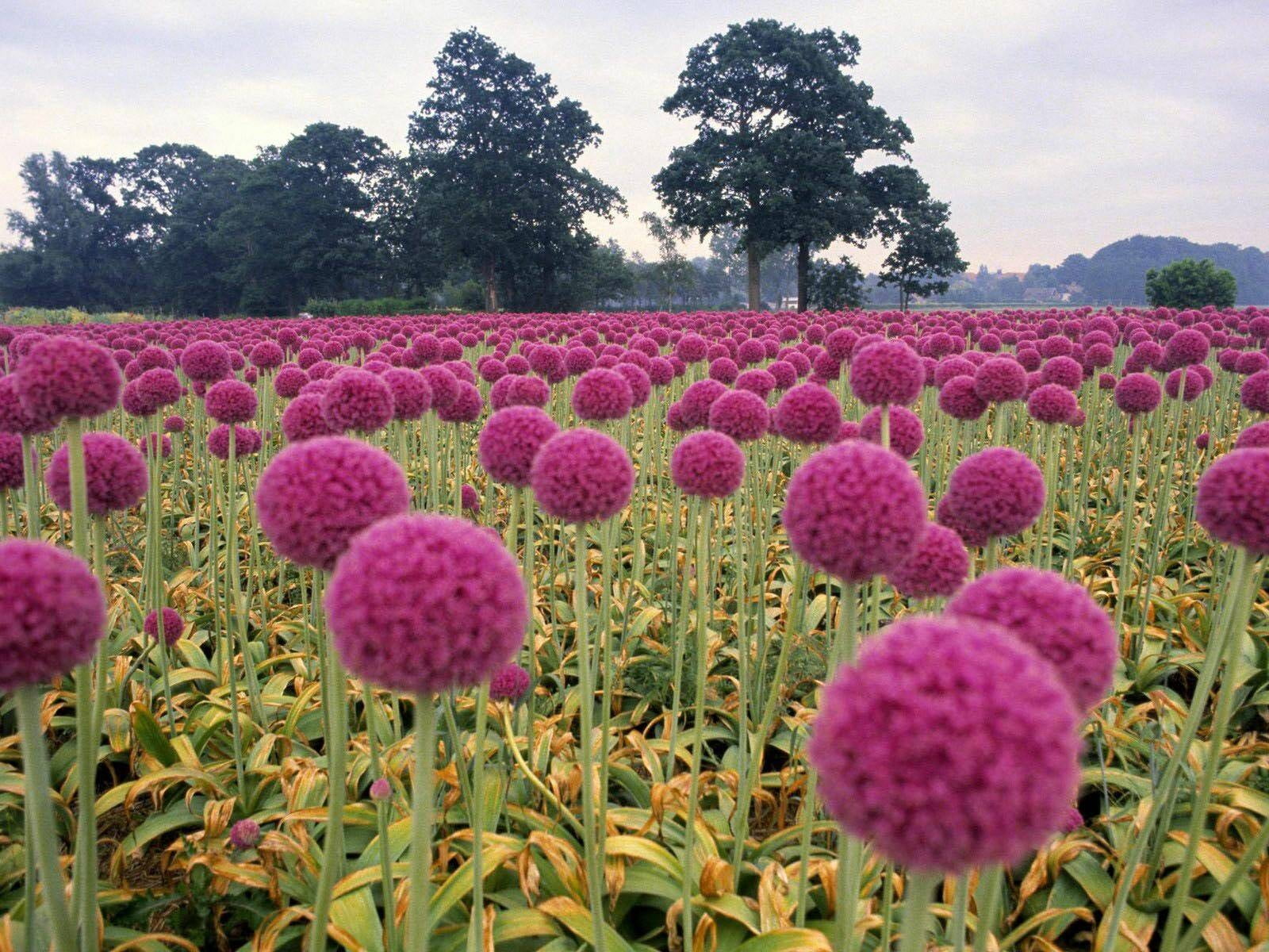 low angle pink petaled flower on the grassfield at daytime