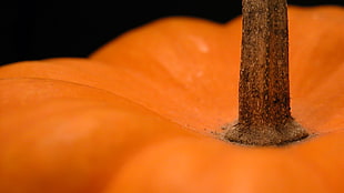 Pumpkin,  Vegetable,  Branch,  Surface