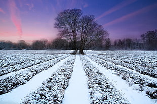 a view of black tree in the middle of snowy field