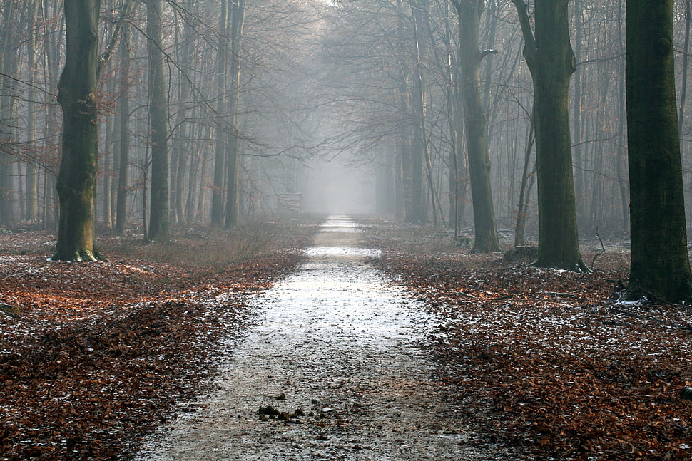 leaf-less trees pathway HD wallpaper