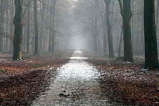 leaf-less trees pathway