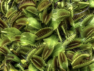 green Venus Fly Traps closeup photography HD wallpaper