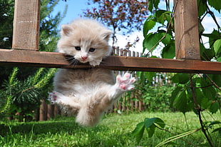 photography of orange tabby kitten hanging on brown wooden fence during daytime