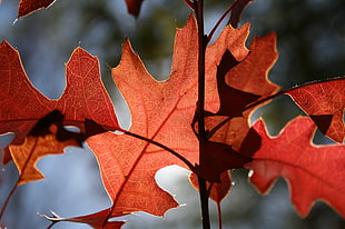brown dry leaves HD wallpaper