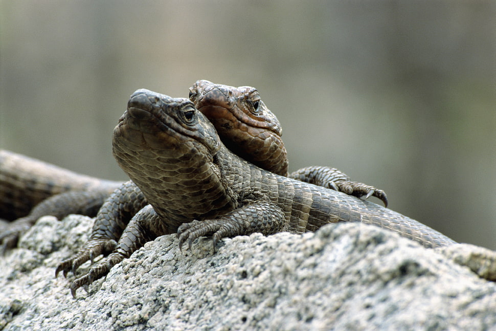 focus photo oftwo brown lizards on stone HD wallpaper