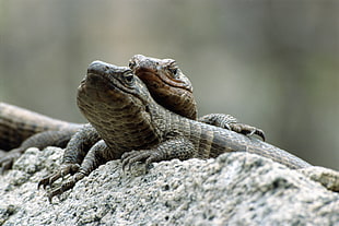 focus photo oftwo brown lizards on stone