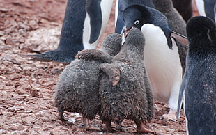 two black baby penguins