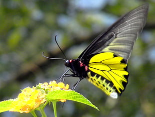Monarch Butterfly on yellow flower micro photography