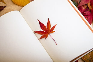 orange maple leaf on book