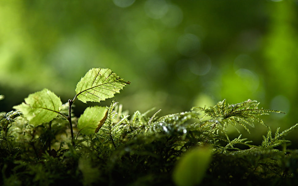 closeup photo of green leaf, nature, plants, green, leaves HD wallpaper