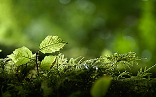 closeup photo of green leaf, nature, plants, green, leaves