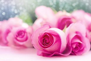 closeup photo of pink Rose