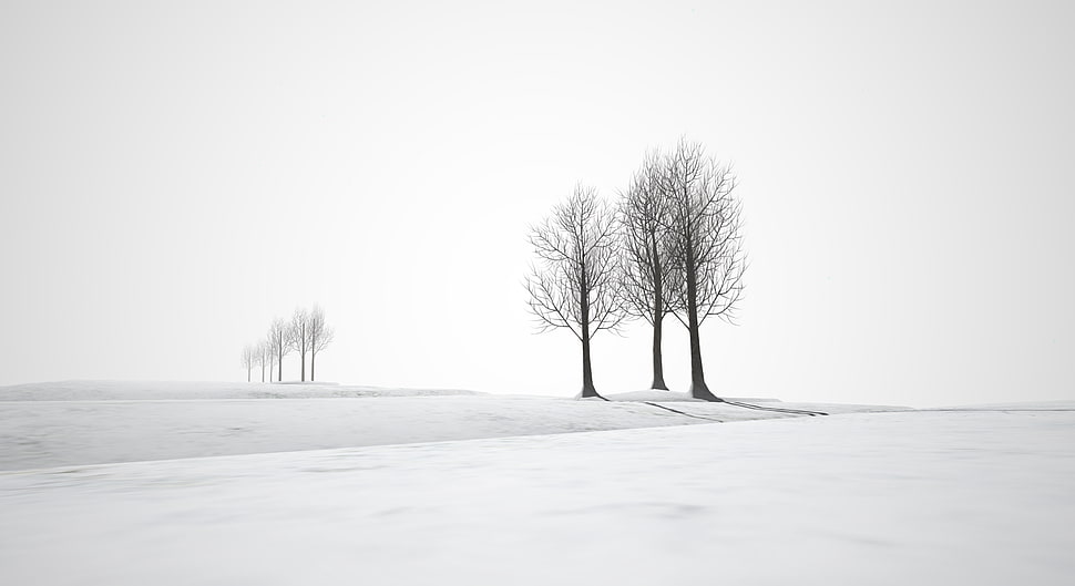 gray scale phtography of bare trees, sinne HD wallpaper