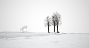 gray scale phtography of bare trees, sinne HD wallpaper