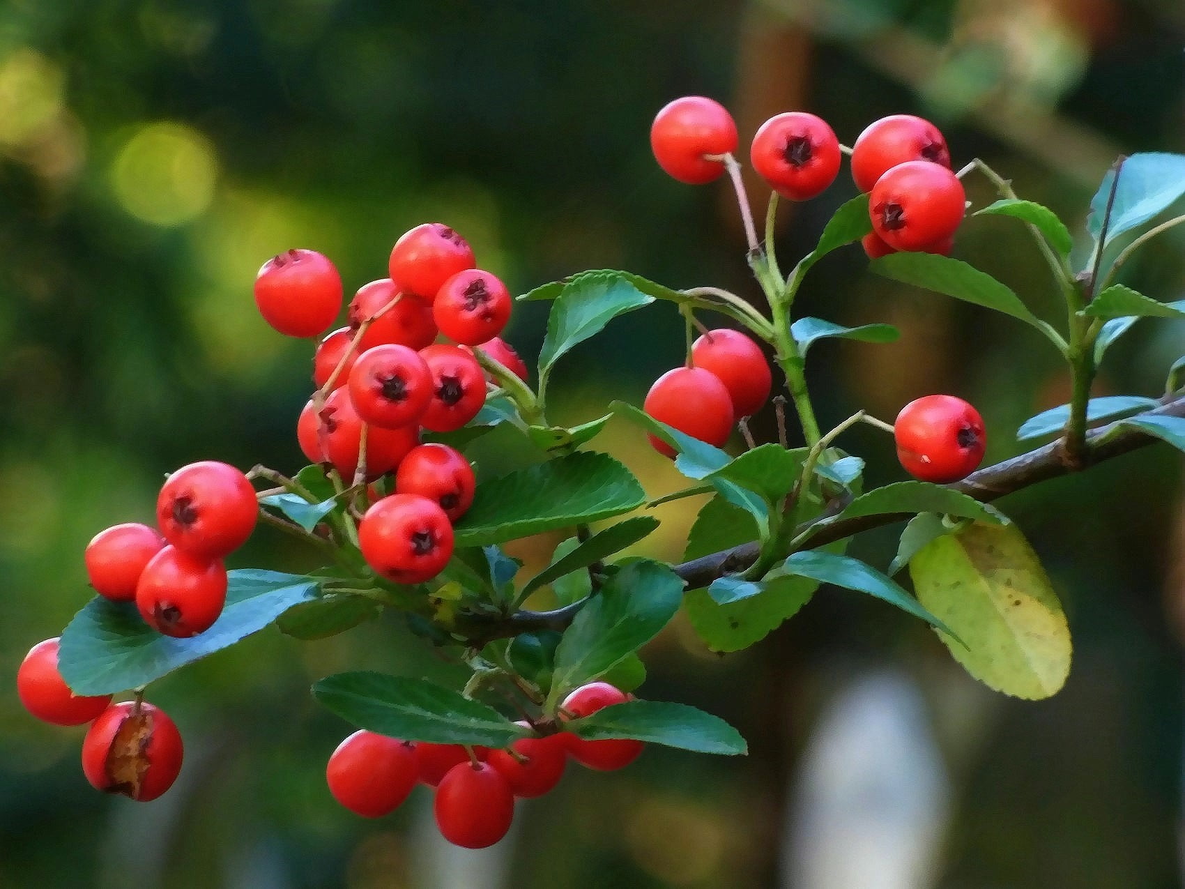 Red round fruits macro photography HD wallpaper | Wallpaper Flare