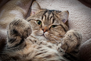 closeup photo of brown tabby cat on white textile HD wallpaper