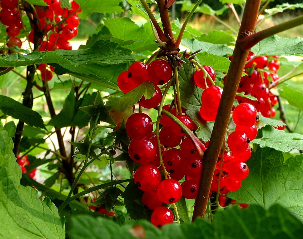 photography bunch of red cherries HD wallpaper