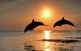 two dolphins jumping out of water during golden hour