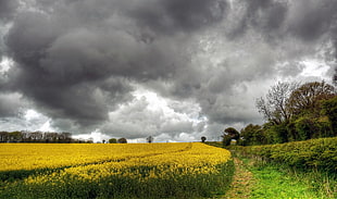 photo of yellow flower field under cumulus clouds HD wallpaper