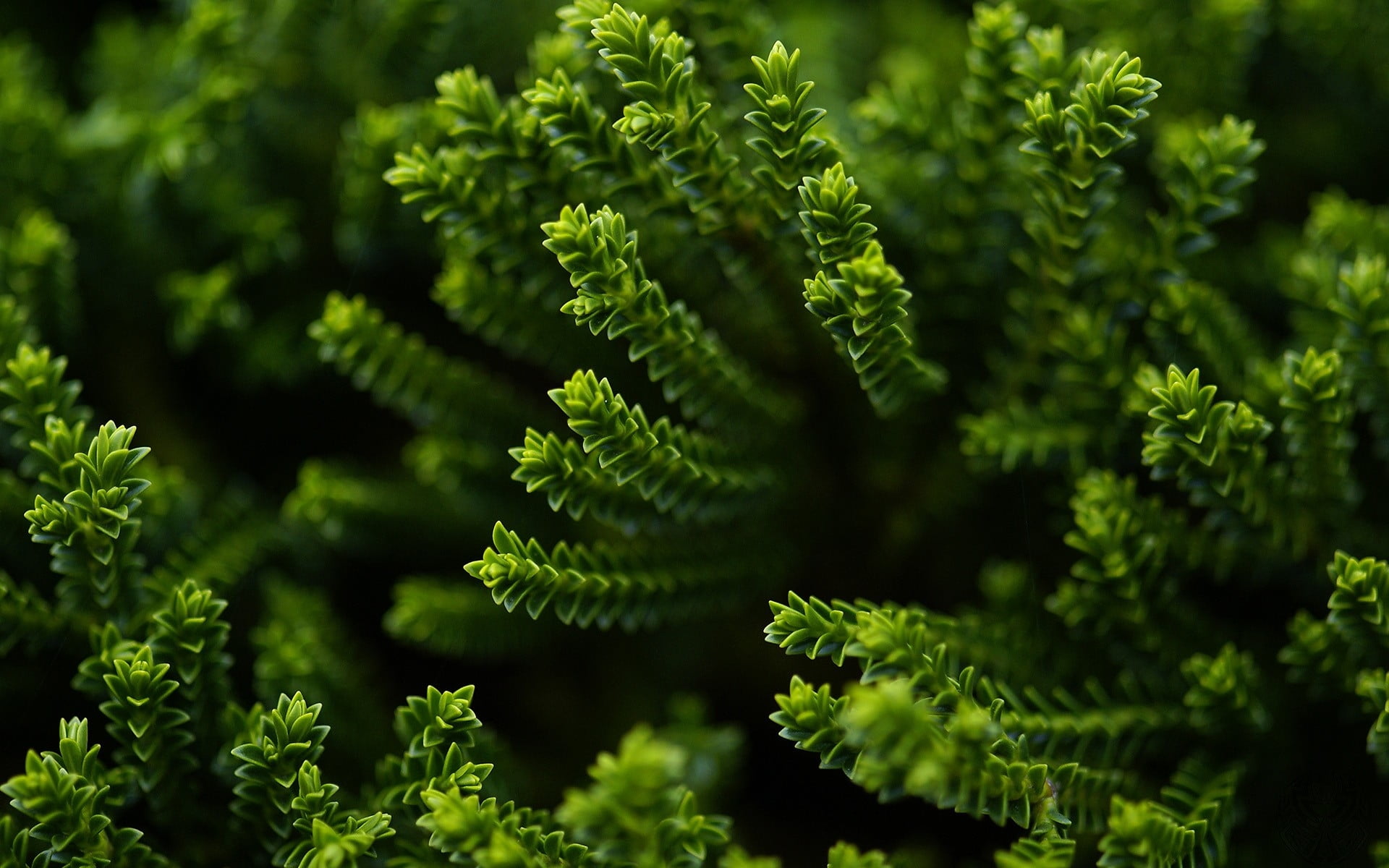 green leaf plant