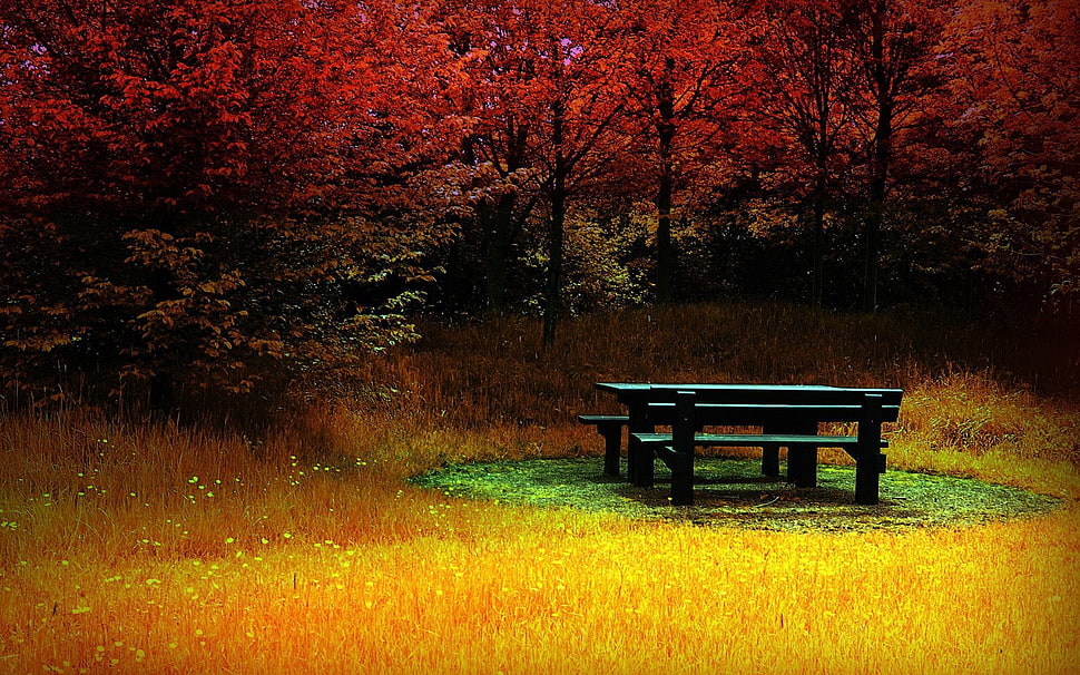 black wooden picnic table surrounded by orange grass and tall red leaf trees HD wallpaper