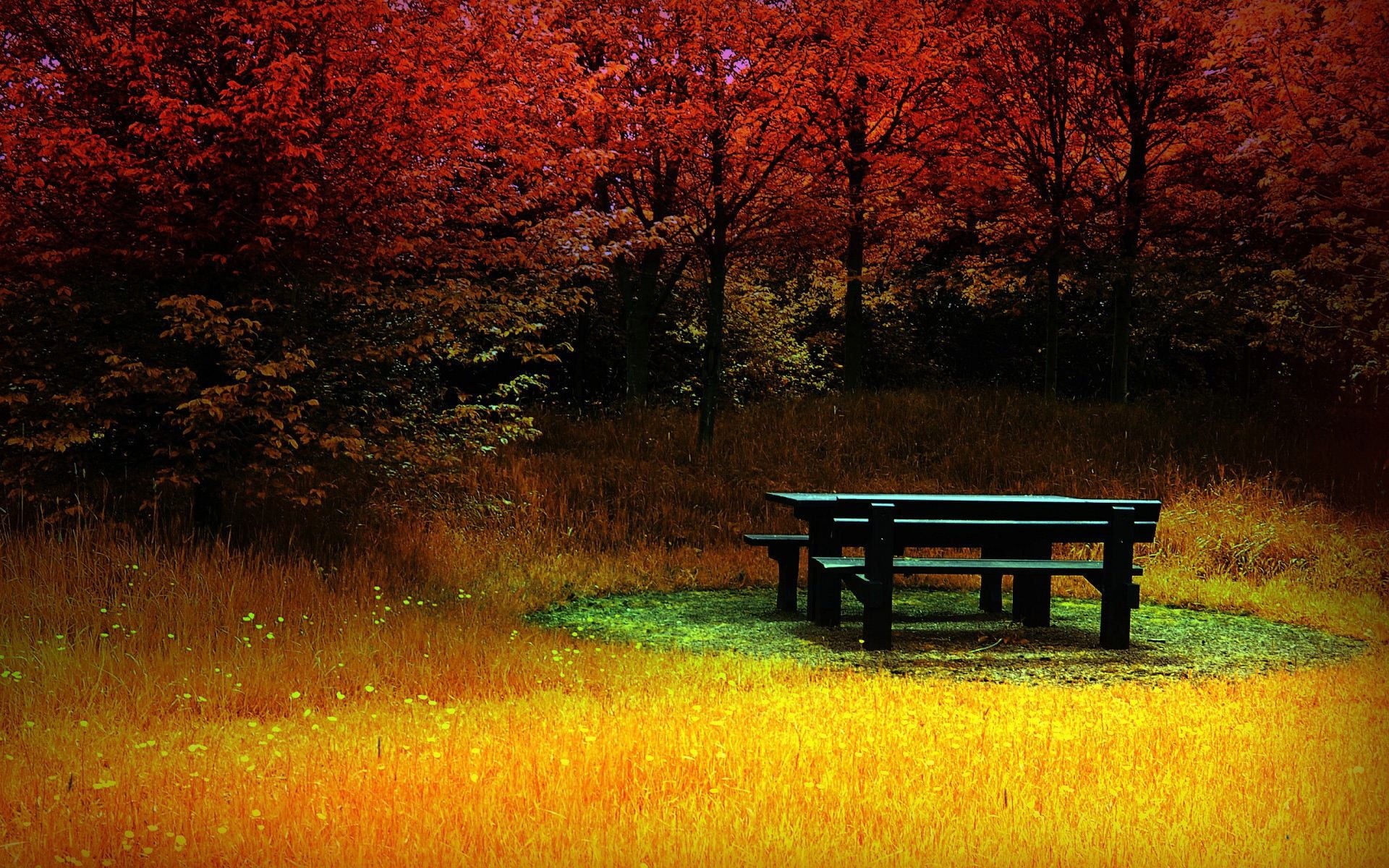 black wooden picnic table surrounded by orange grass and tall red leaf trees
