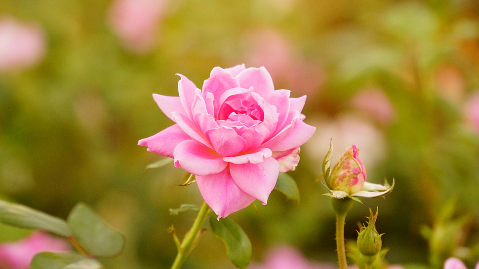 selective focus photo of pink Rose flower HD wallpaper