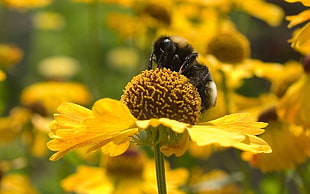 selective focus photography of bumble bee perching on flower