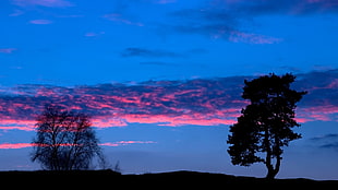 silhouette photo of tree, nature, clouds, sky, sunset