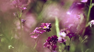 purple petaled flowers, purple flowers, flowers, nature HD wallpaper