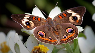 brown and orange butterfly, butterfly, insect, flowers, plants HD wallpaper