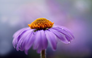purple flower, nature, flowers, macro, water drops