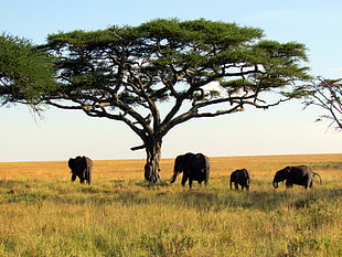 four black elephants under green leaf tree, serengeti national park, tanzania, africa HD wallpaper
