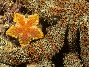 underwater photography black and orange octopus beside orange star fish