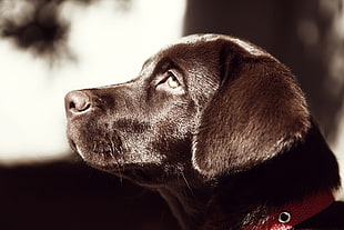 black Labrador retriever puppy HD wallpaper