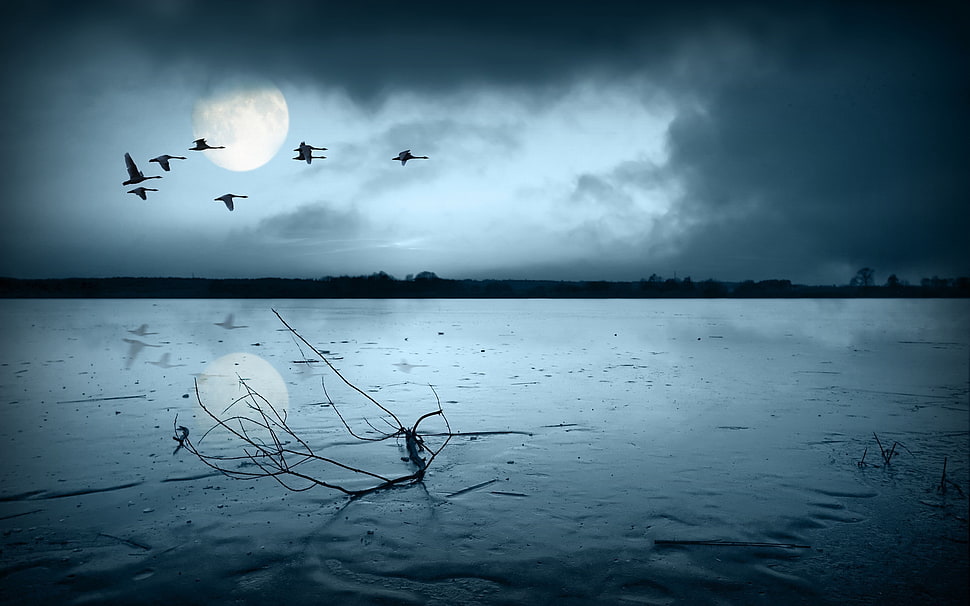 flying birds and desert wallpaper HD wallpaper