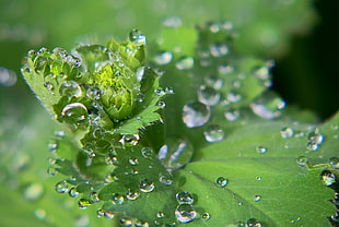photo of a leaf with water drops HD wallpaper