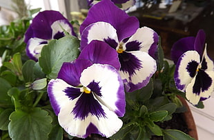 photography of white-and-purple petaled flowers