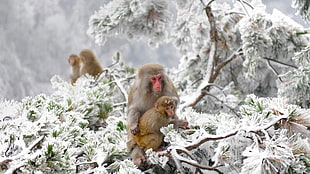 brown primate, animals, nature, Japan, winter HD wallpaper