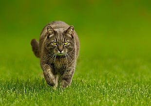 brown and black tabby cat on green grass fields