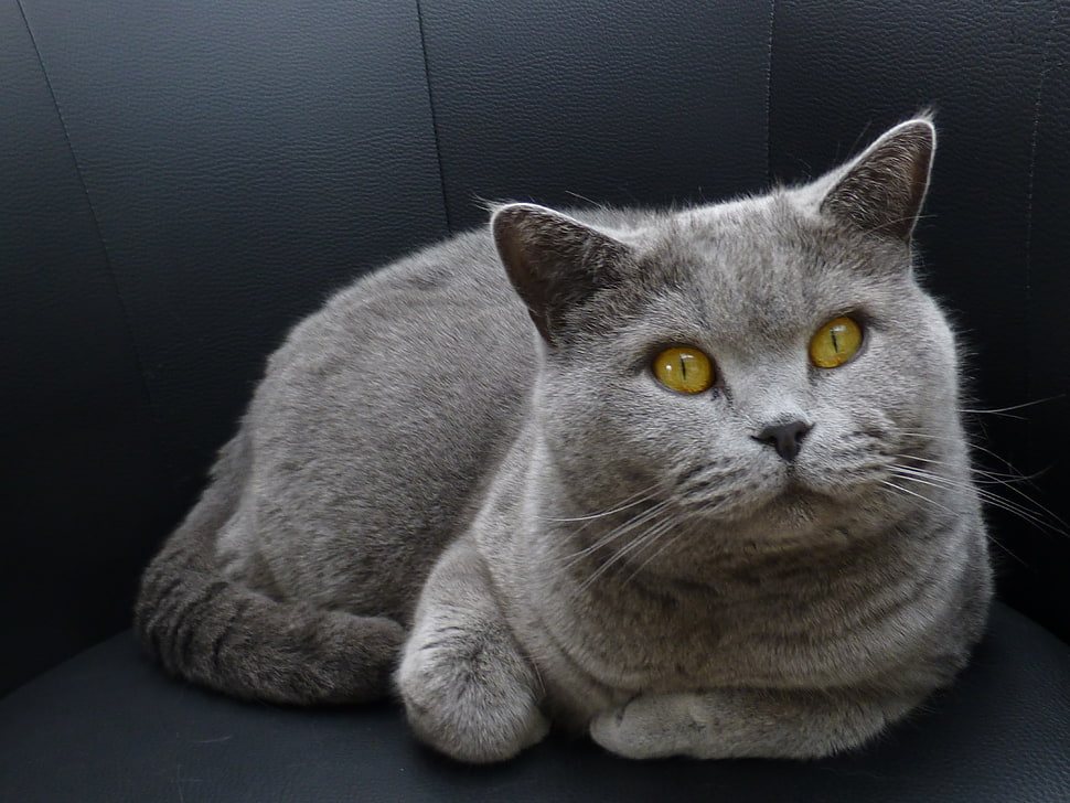 short-fur grey cat on black leather sofa HD wallpaper