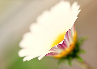 selective focus photo of white Daisy flower