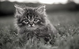 gray fur kitten on grass